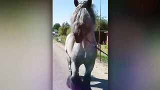 25 Most Beautiful Horses on Planet Earth