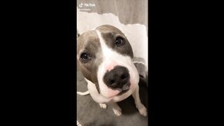 Funny Pitbull Tiktok Compilation