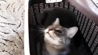 Really funny cat videos