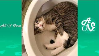 Try Not To Laugh Watching Funny Animals Compilation | Funniest Animals Vines