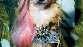 Funny animal