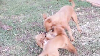 dogs playing