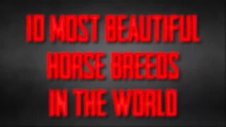 10 Most Beautiful Horse Breeds In The World