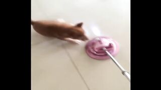 Funniest Shibas