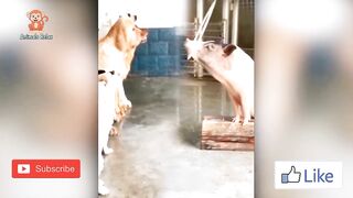 Funny animals - Funny cats - dogsFunny animal videos 1