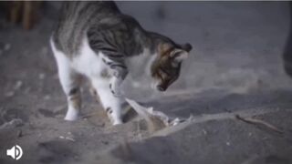 Beautiful Cat