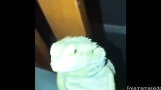 BEST MEMES COMPILATION V62