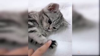 Cute cats