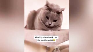 Top Funny Pet Videos
