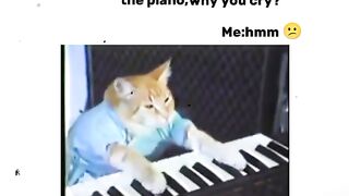 Keyboard cat..piano cat..