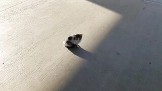 Funniest Animals 2022 ???? Funniest Cats and Dogs ???????? Part 24 | Pets Family