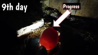 Egg Growth After 9 day of Incubation