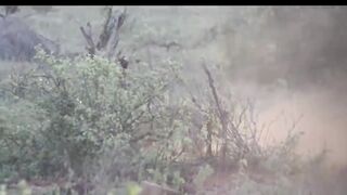 Lest,explore the animal planet lions..vs warthog warthog fight lion to save another warthog