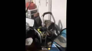 Funny Animal Videos - Funniest Cats And Dogs  ????