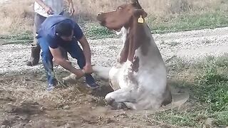 Poor Cow Rescue