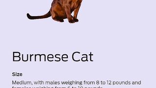 Cat species