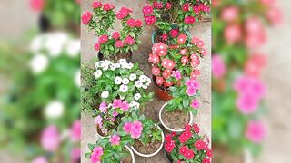 Home garden design ideas