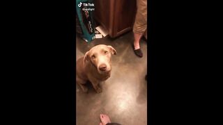 Funny Animal Tik Toks to Brighten Up your Day ???? ????