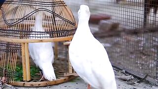 Partridges