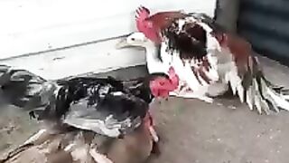 Birds Love