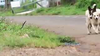Smart Rural Dogtry to meeting