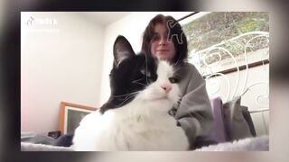 BEST DANK CAT MEMES COMPILATION OF 2020 PART 10 (from TikTok)