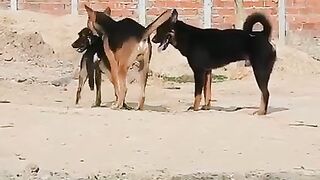 Black Dog try to love