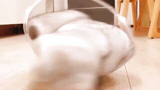 Funny cat #cat #cute_cat #funny_cat #viral #viral_video