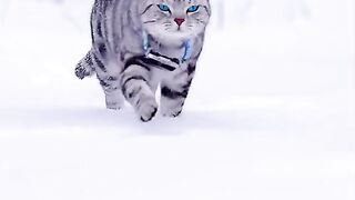 Cute cats videos hilarious | cute cat's videos