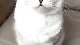 Prank With My Funny Kitten????????
