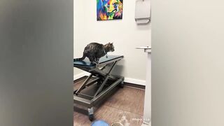 The Funniest Cat Moments Caught on Camera