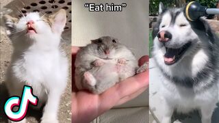 Cute/Funny Animal TikToks that Will Brighten Up Your Day