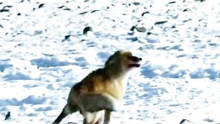 When the fox becomes the prey.. عندما يكون الثعلب هو الفريسه