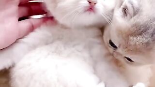 Cute cats 38