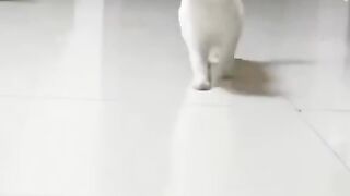 Funny cats video 9