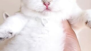 Funny vats video