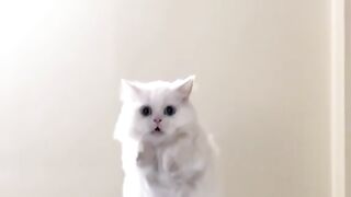 Cats cutte and happy