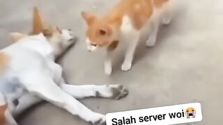 Funny animals video 20