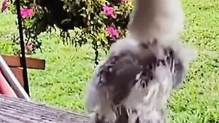 Funny animals video 21