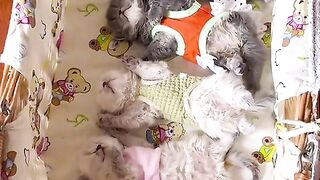 Funny cats video 10