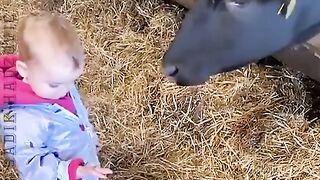 Funny animals video random