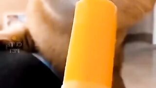 Cats funny video 2