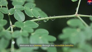 Benefits of moringa plant