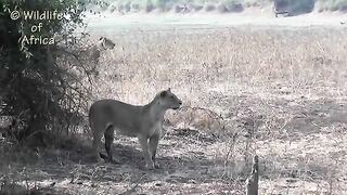 Lions attack and kill zebra SPECTACULAR KILL.
