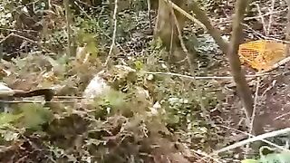 Porc et porcins