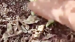 Caméléon