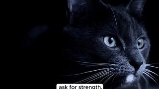 Adventures of Cute Cats