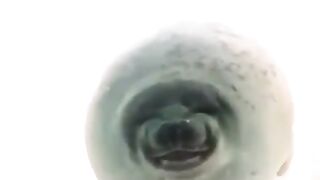 Seal swimming with a smile