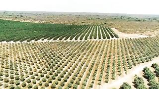 Australian Farmers Produce Thousands Of Tons Of Mangoes This Way - Australian Farming 2