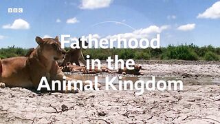 animal video#khan 16